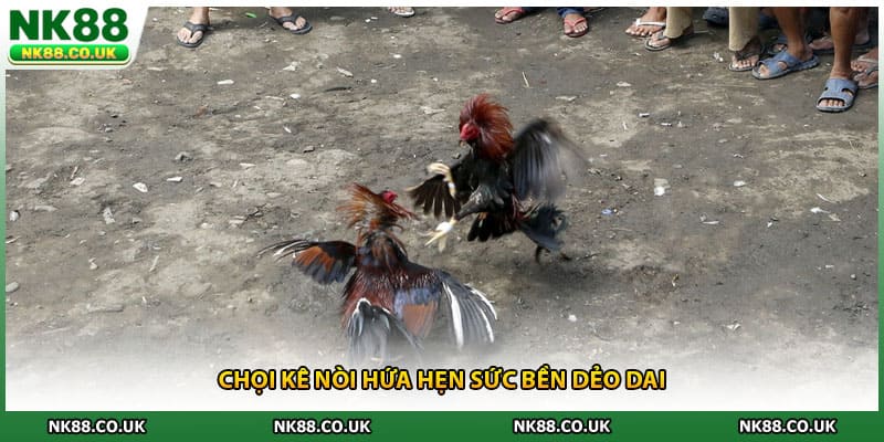 Chọi kê nòi hứa hẹn sức bền dẻo dai