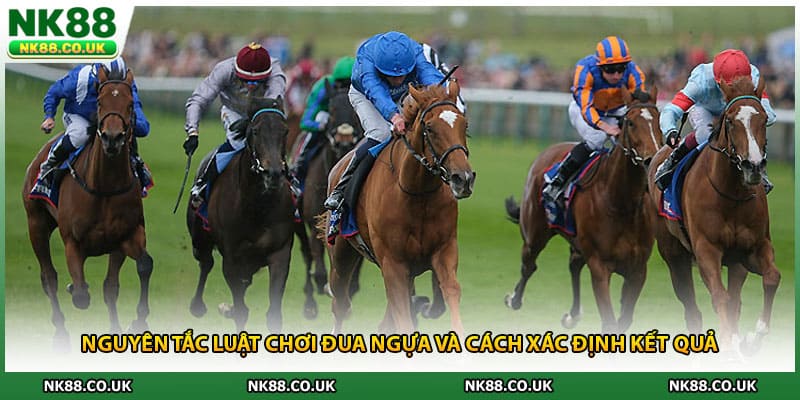 Nguyên tắc luật chơi đua ngựa và cách xác định kết quả