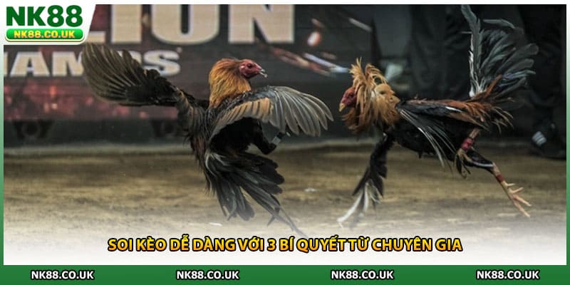 Soi kèo dễ dàng với 3 bí quyết từ chuyên gia